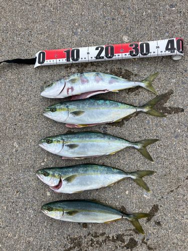 フクラギの釣果