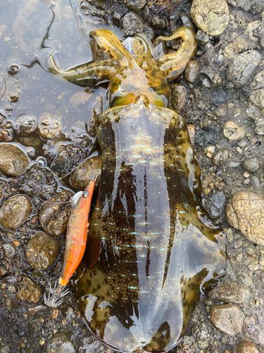 アオリイカの釣果