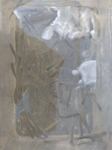 ヤリタナゴの釣果