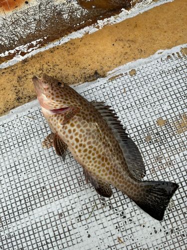 オオモンハタの釣果