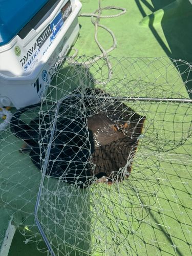 アカエイの釣果