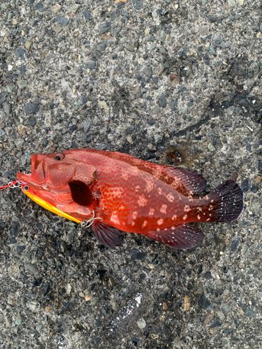 アザハタの釣果