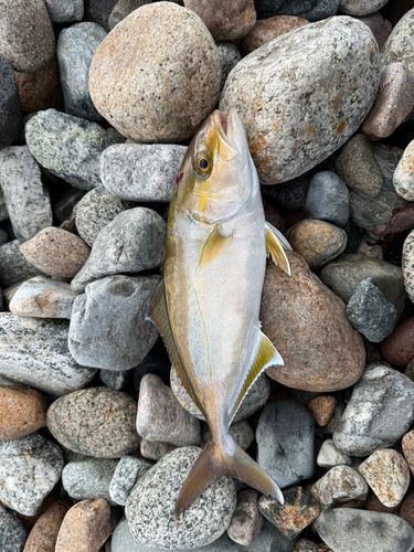 カンパチの釣果