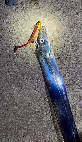 タチウオの釣果