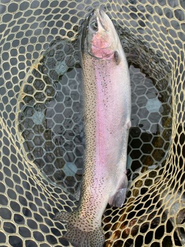 ニジマスの釣果