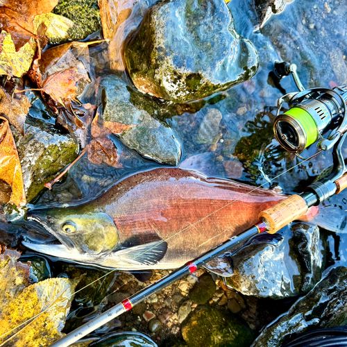 ヒメマスの釣果