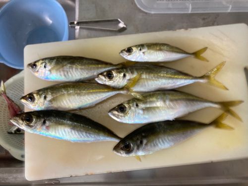 アジの釣果