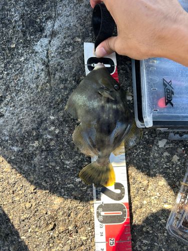 カワハギの釣果