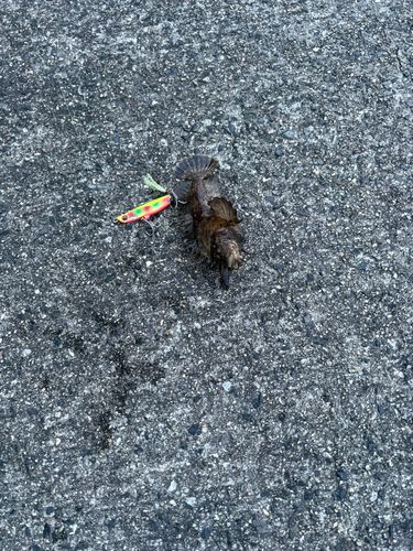 オニオコゼの釣果