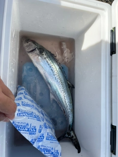 サゴシの釣果