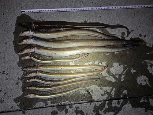 マアナゴの釣果