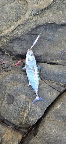 ヒラソウダの釣果