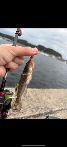 ハゼの釣果