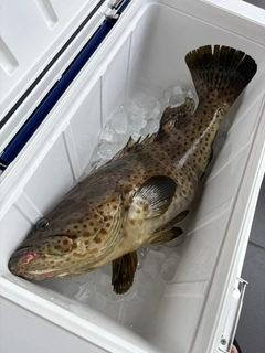 チャイロマルハタの釣果