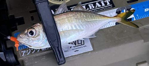 マアジの釣果