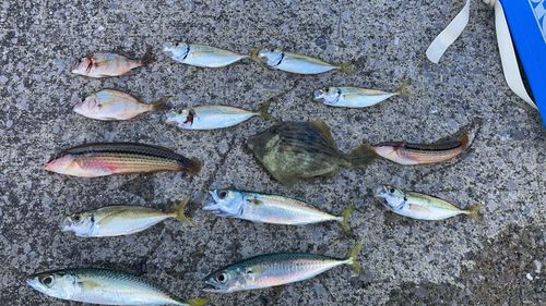 キュウセンの釣果