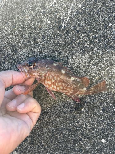 カサゴの釣果