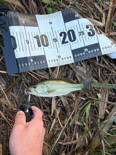 ブラックバスの釣果