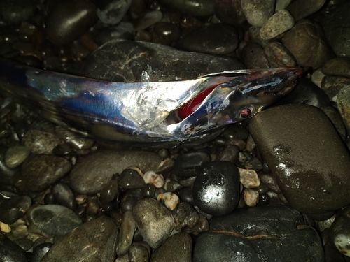 タチウオの釣果