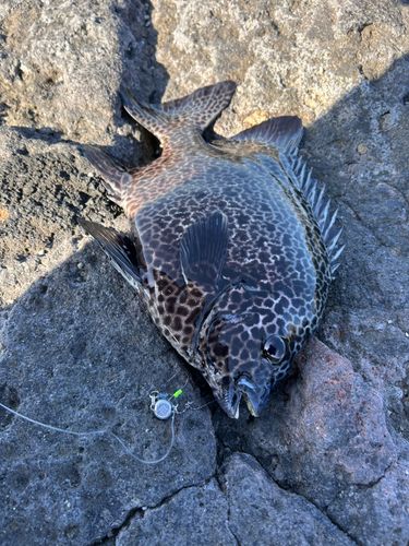 イシガキダイの釣果