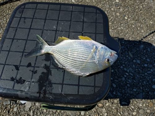 ヘダイの釣果