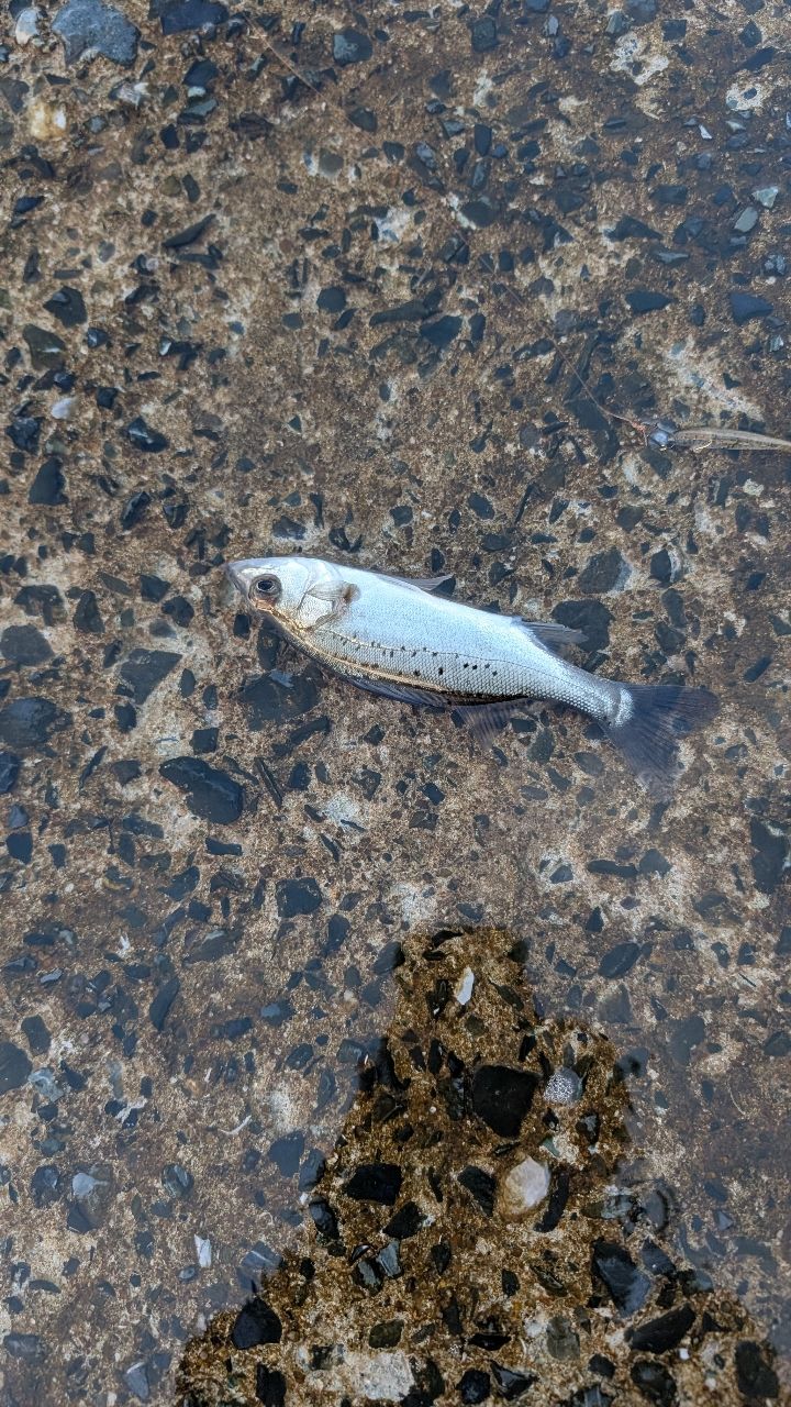 セイゴ（マルスズキ）