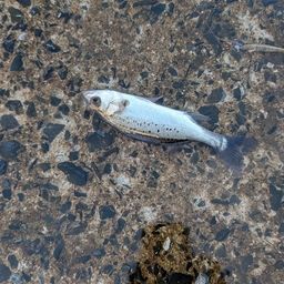 セイゴ（マルスズキ）