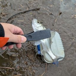 セイゴ（マルスズキ）