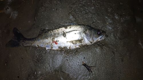 フッコ（マルスズキ）の釣果