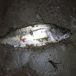 フッコ（マルスズキ）