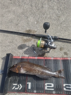 アイナメの釣果