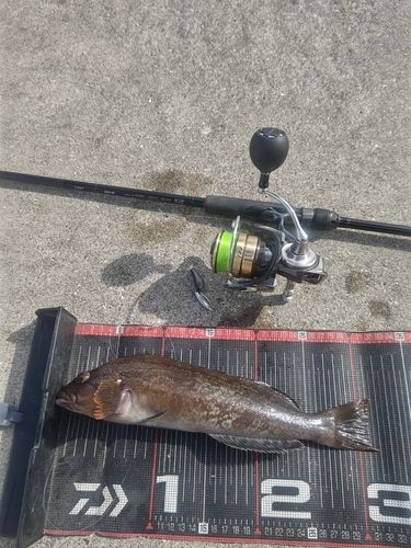 アイナメの釣果