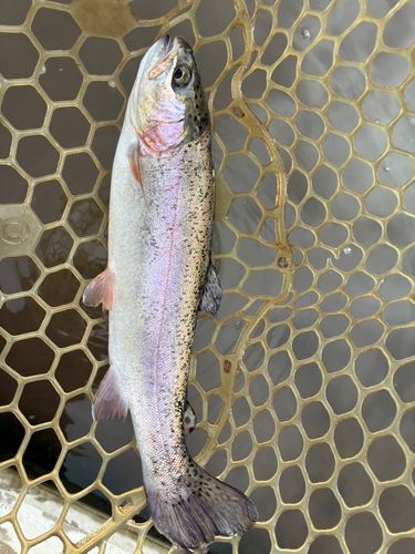 ニジマスの釣果