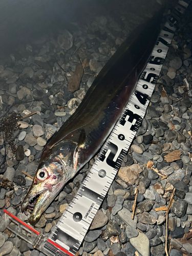 タチウオの釣果