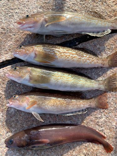 アイナメの釣果