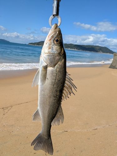 セイゴ（ヒラスズキ）の釣果