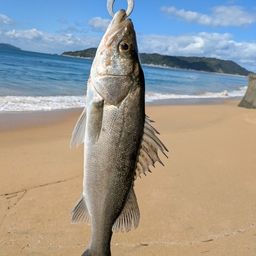 セイゴ（ヒラスズキ）