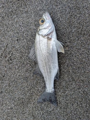 セイゴ（ヒラスズキ）の釣果