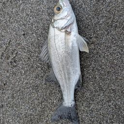 セイゴ（ヒラスズキ）