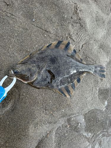 ヌマガレイの釣果