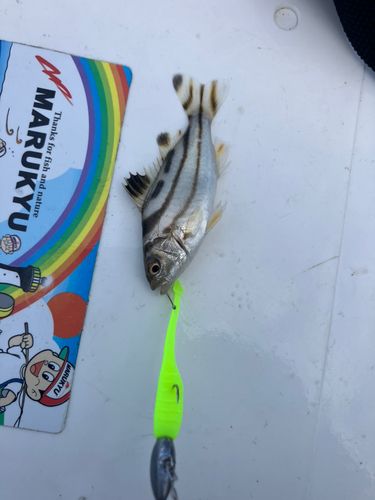 コトヒキの釣果