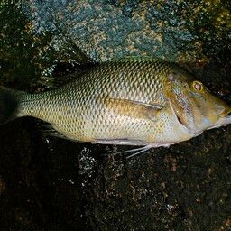 ハマフエフキダイ