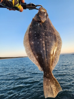 ヒラメの釣果