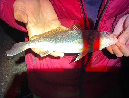 イシモチの釣果