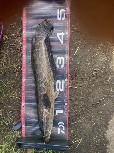 ライギョの釣果