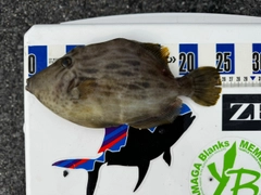 カワハギの釣果