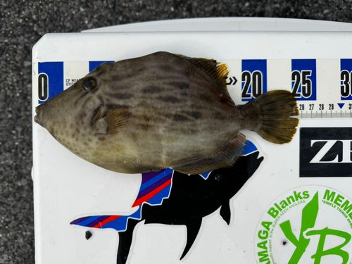 カワハギの釣果