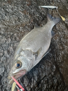 ヒラスズキの釣果