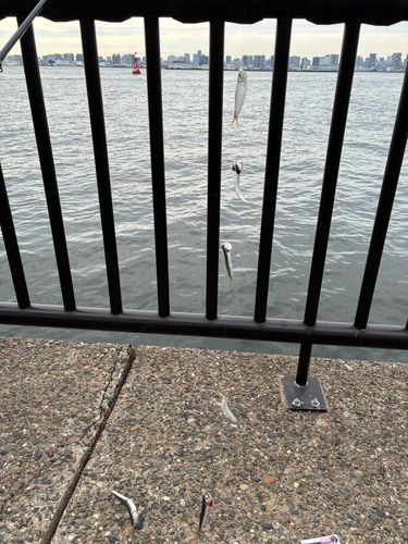 カタクチイワシ