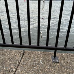 カタクチイワシ